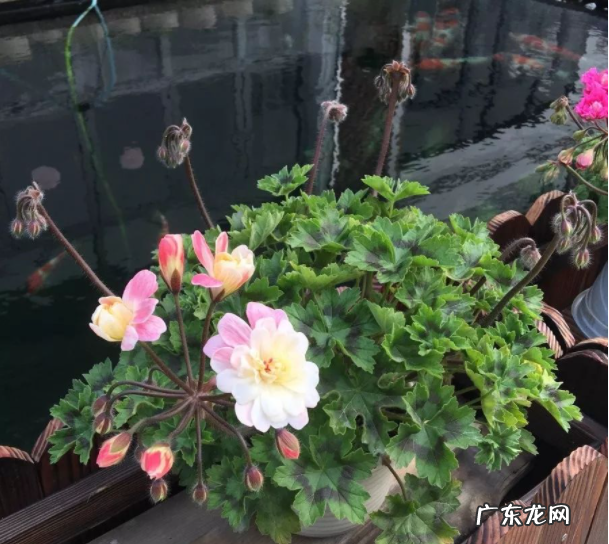 兽系天竺葵[劳拉·马乔里 Lara Marjorie]怎么养？