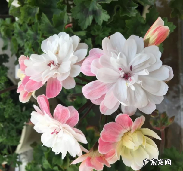 兽系天竺葵[劳拉·马乔里 Lara Marjorie]怎么养？