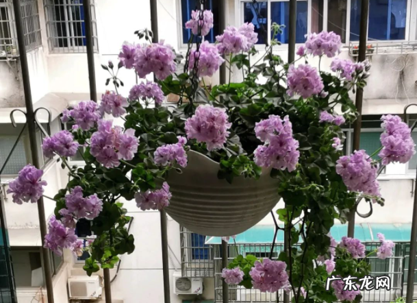 吉普赛女郎天竺葵怎么养?