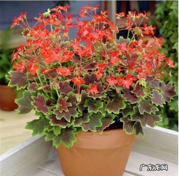 天竺葵怎么养才能开花最多?