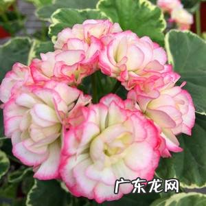 天竺葵怎么养才能开花最多?