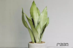 白玉虎皮兰的养殖技巧与风水寓意