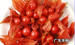 红姑娘皮泡水的作用与禁忌