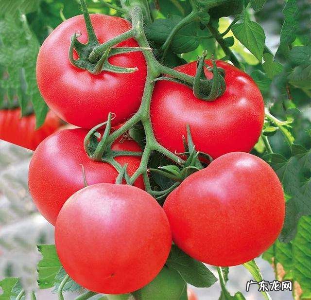 十一种防辐射的健康食物