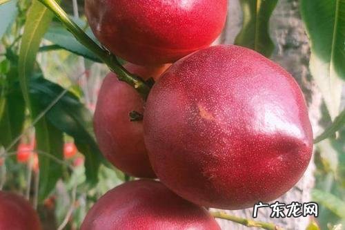 油桃的功效与作用