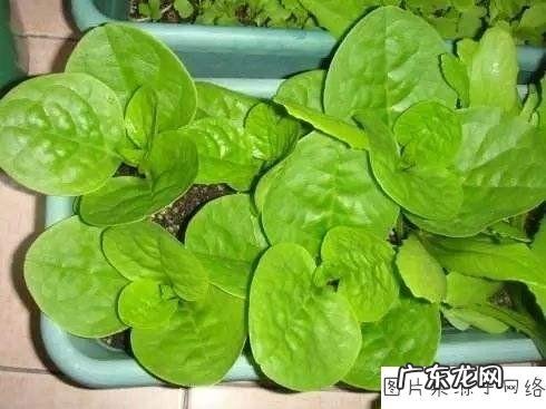 我有一个阳台,光照很好,想种点蔬菜该种啥好?