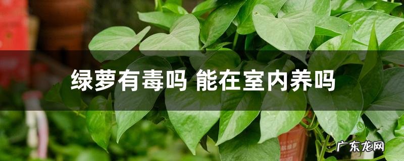 绿萝有毒吗,能在室内养吗