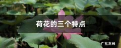 荷花的三个特点