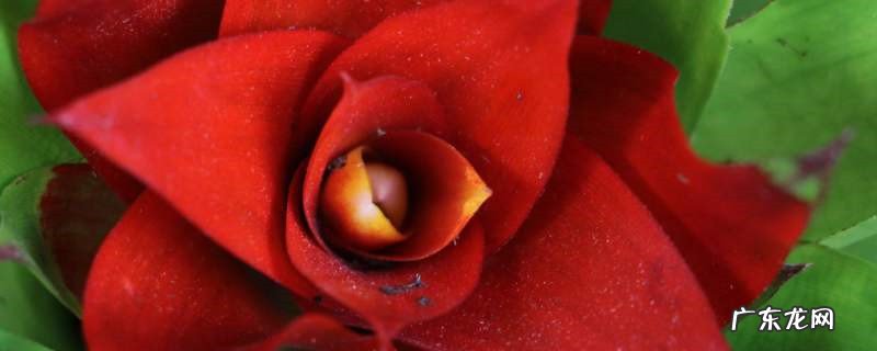 鸿运当头浇水的正确方法，室内怎样养