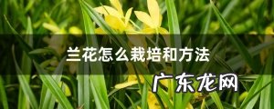 兰花怎么栽培和方法
