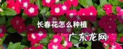 长春花怎么种植