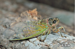 知了猴的营养价值和功效 吃知了猴的好处