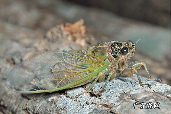 知了猴的营养价值和功效 吃知了猴的好处