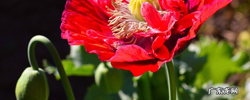 罂粟种植时间和方法