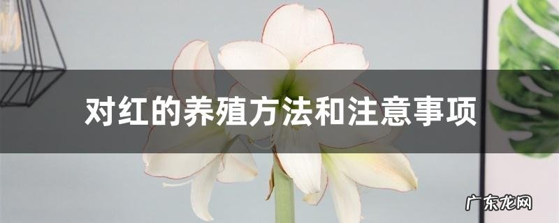 对红的养殖方法和注意事项