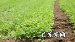 种植什么最赚钱