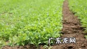 种植什么最赚钱