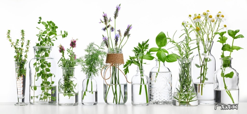 水养的花有哪些