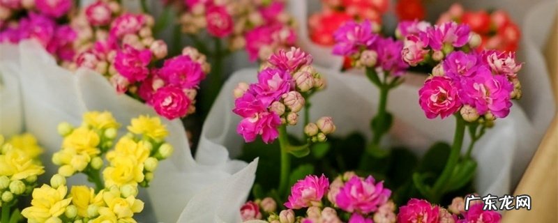 长寿花繁殖方法,需要浸种吗