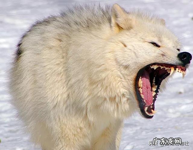 狐狸是猫科还是犬科请大家回答咯