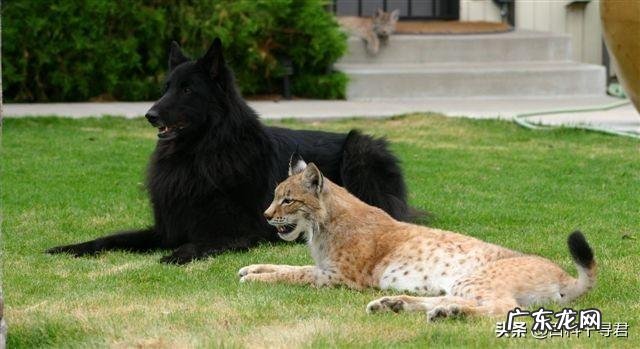 如果藏獒和猞猁狭路相逢,谁能赢