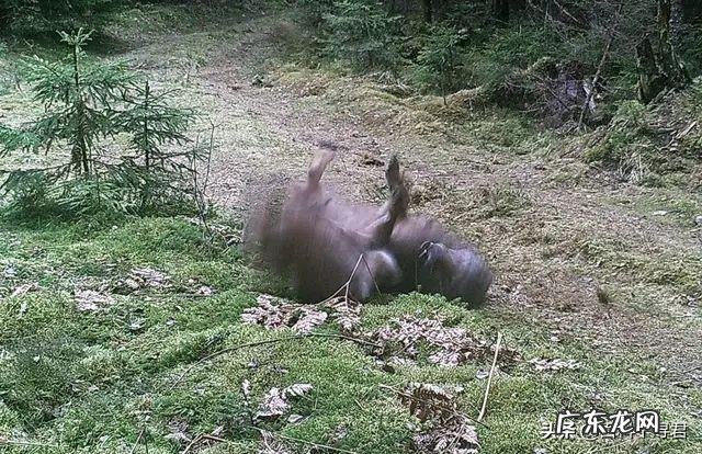 如果藏獒和猞猁狭路相逢，谁能赢