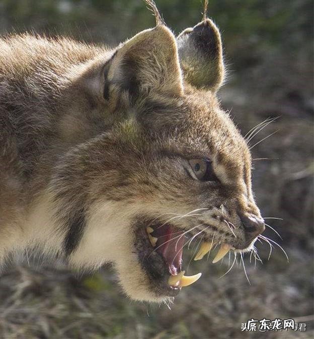 如果藏獒和猞猁狭路相逢，谁能赢