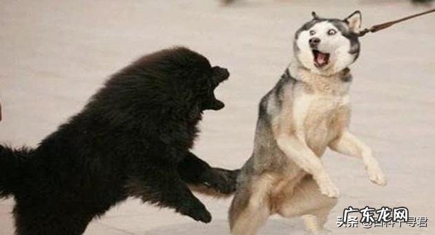 如果藏獒和猞猁狭路相逢，谁能赢