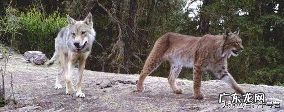 如果藏獒和猞猁狭路相逢，谁能赢