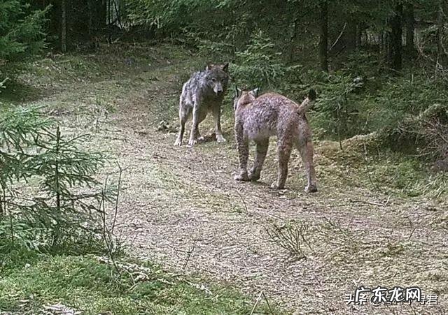 如果藏獒和猞猁狭路相逢，谁能赢