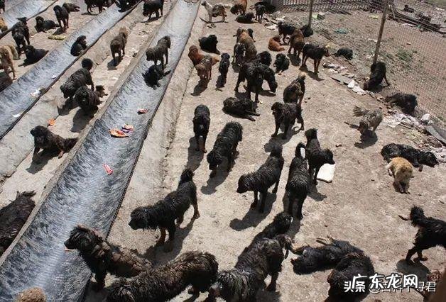 如果藏獒和猞猁狭路相逢，谁能赢