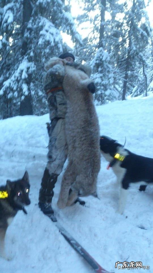 如果藏獒和猞猁狭路相逢，谁能赢