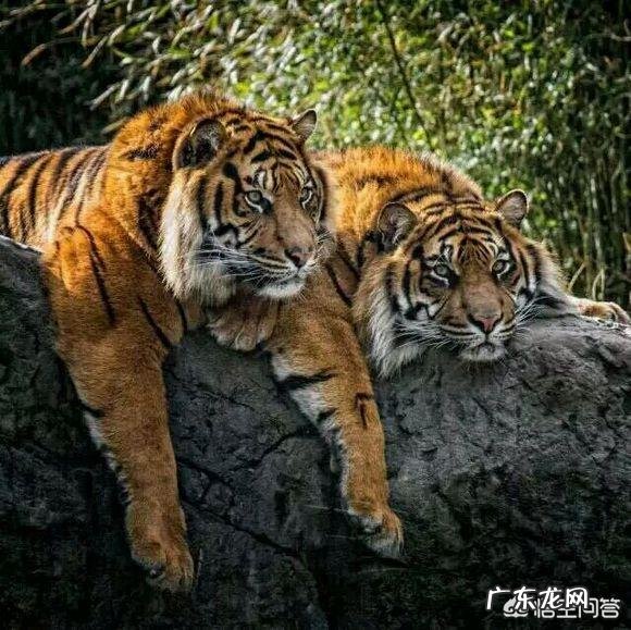 提高肌肉维度是大重量少次数好,还是小重量多次数好