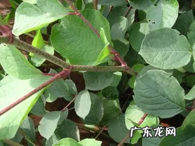 虎杖的功效与作用 虎杖的药用价值