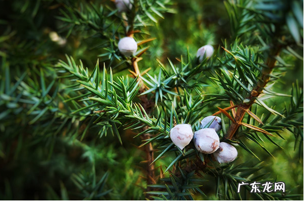 松针的功效与作用 松针的药用价值