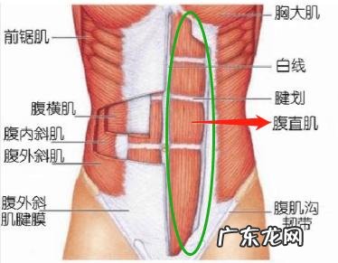 下腹肌怎么锻炼效果最明显?