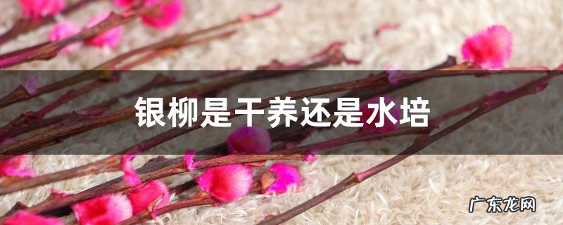 银柳是干养还是水培