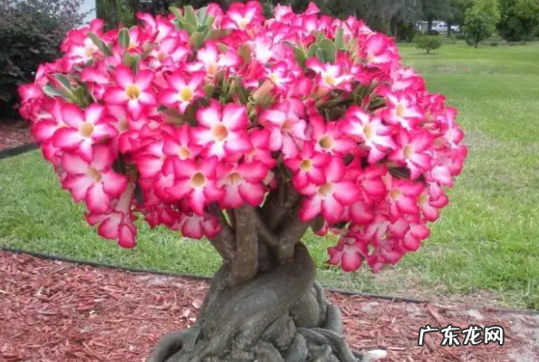 沙漠玫瑰是什么-沙漠玫瑰的花语