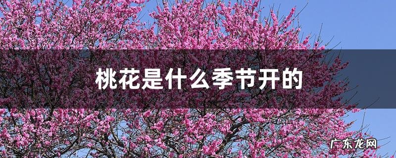 桃花是什么季节开的