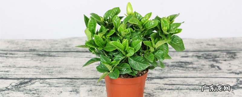 栀子花的养殖方法和注意事项