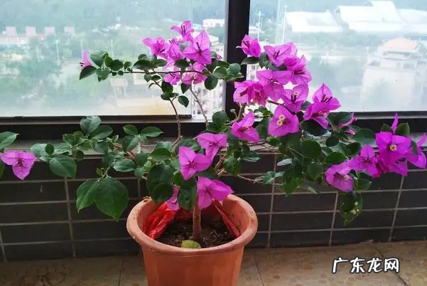 三角梅是什么花-三角梅的花语