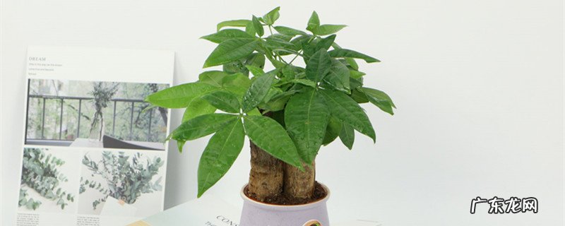 发财树的叶子发黄干枯掉落什么原因