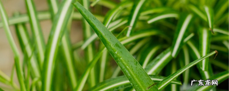 吊兰的养殖方法和注意事项