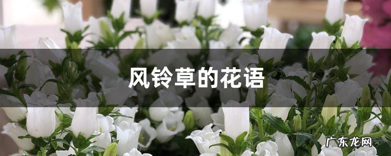 风铃草的花语
