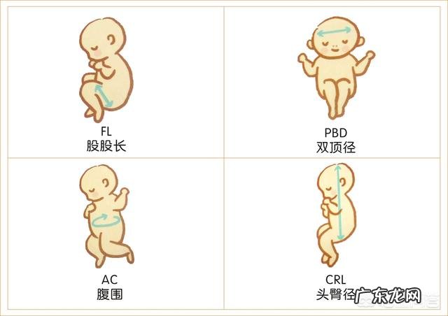 孕妇做B超时,医生总说胎儿比实际天数多几天是为什么