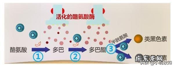 为什么心脏会跳动心脏跳动所需的能量来自哪里