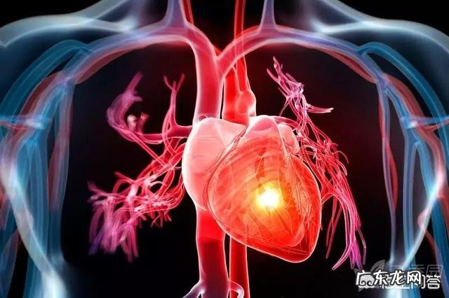 为什么心脏会跳动心脏跳动所需的能量来自哪里