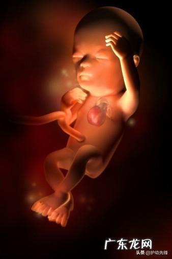 怀孕17周的时候,胎儿已经成型了吗?是怎样的?