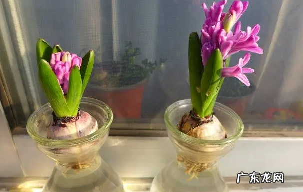 风信子开花后的正确处理方法