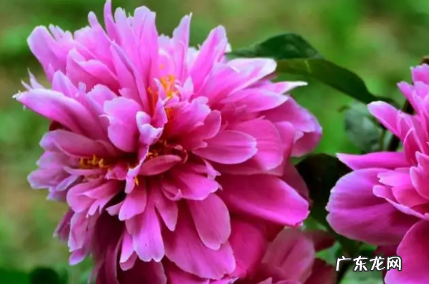 芍药花的种植及养殖方法